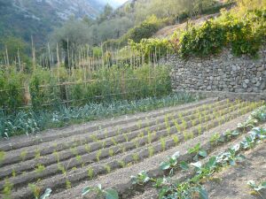 Olivetta rustico Liguria